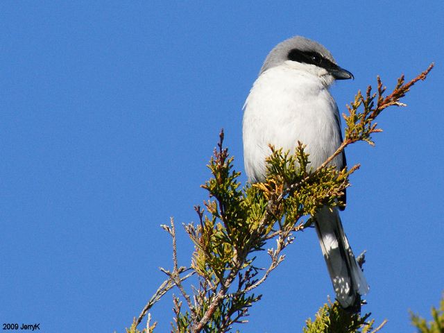 Loggerhead Shrike
